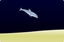
							Dolphin Olympics cover
