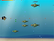 
					
												Fish Adventure