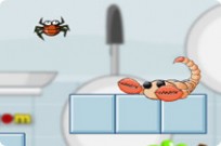 Pet Spider Care