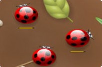 
					
												Spider Bugs