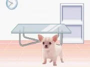 Pocket Dogs