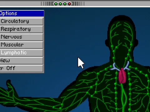 
											Lymphatic layer of the body