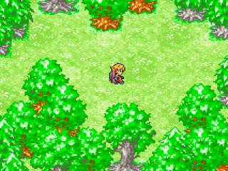
											In a forest