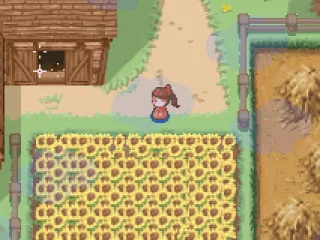 
											Sunflower farming
