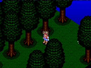
											Fron in the forest