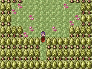 
											Entering a forest.